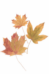 Dried leaves over white background