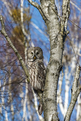 Obraz premium Great Gray Owl