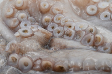 close up of raw big octopus with long tentacles