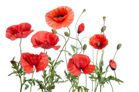 red poppies isolated on white background