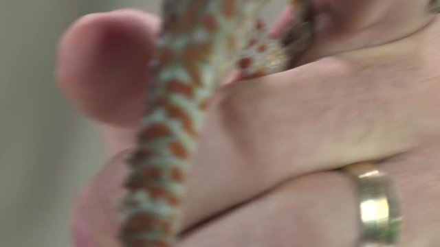 Tokay gecko tail in hands 