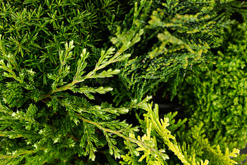 Young green branches thuya and junipers macro top view background.