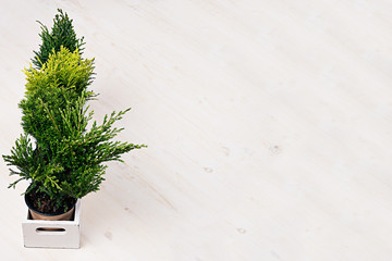 Home soft modern minimalistic with young green plants in white box with copy space on beige wood table.