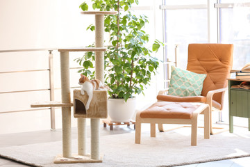 Cute funny cat and tree in room