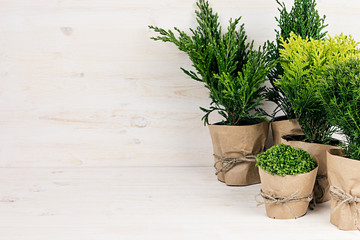 Assortment young green conifer plants in handmade pots with copy space on beige wood table.