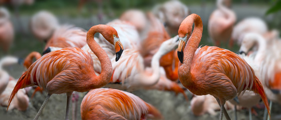 Naklejka premium Różowe flamingi w grupie