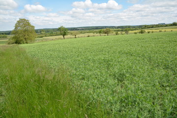 Champs de pois de printemps