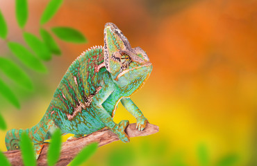 Veiled chameleon (chamaeleo calyptratus) close-up. © Lukas Gojda