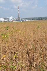 Champs de soja &agrave; maturit&eacute;