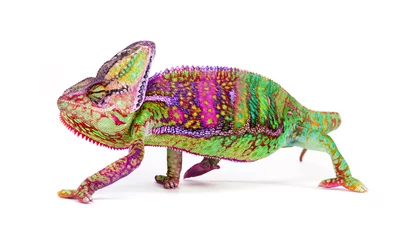 Foto op Plexiglas Kameleon Gesluierde kameleon (chamaeleo calyptratus) close-up.