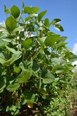 Champ de soja en France