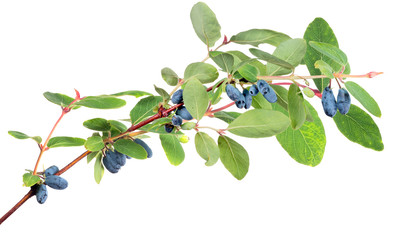 large green branch with honeysuckle berries