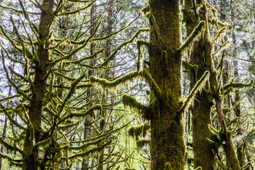mossy trees on Mt. St. Helens