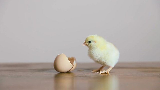 Chick out of the Egg with shell