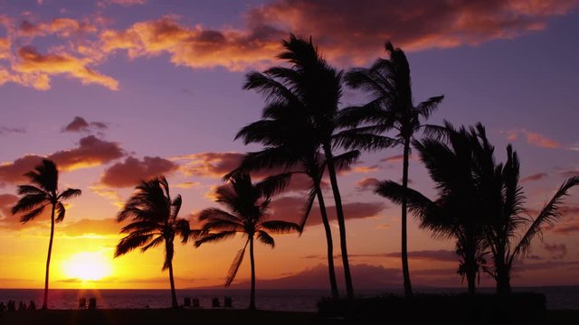  Relaxing Tropical Island Palm Trees in Breeze at Beach Sunset, Maui Hawaii