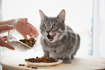 Obraz premium Właściciel karmi słodkiego kota w domu