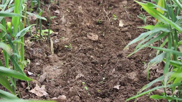 Covering up soybean seeds with dirt the traditional way in Southern Asia. An intercropping approach is used, as ginger is already planted