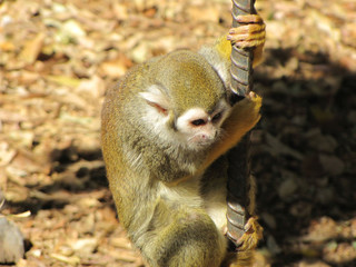 Squirrel Monkey