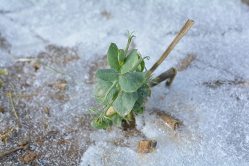 Pois d'hiver