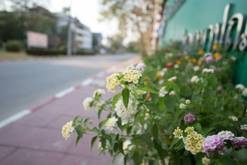 flower garden