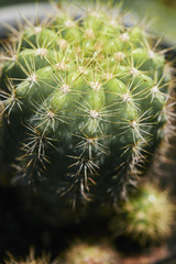 cactus close up shot