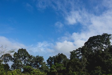 East Borneo Rain Forest Kalimantan Indonesia