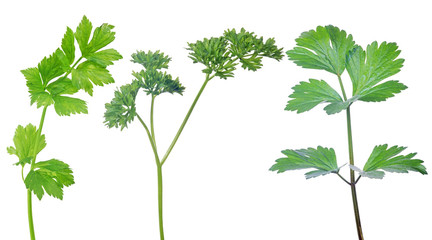 set of green parsley isolated on white