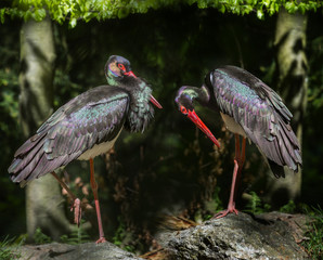 black storks - Ciconia nigra