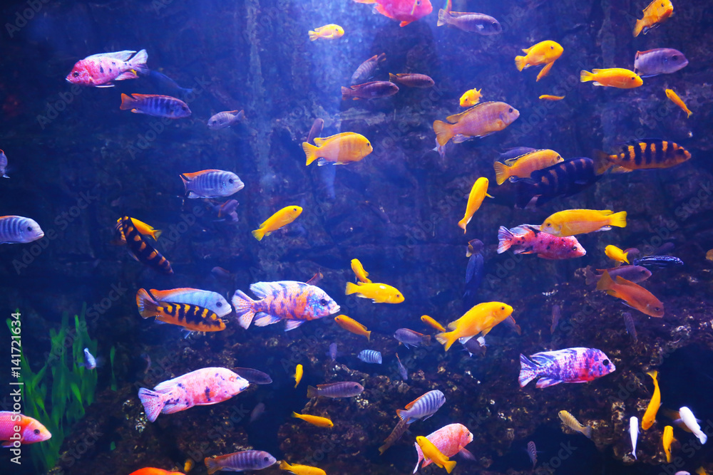 Wall mural Exotic freshwater fishes in aquarium