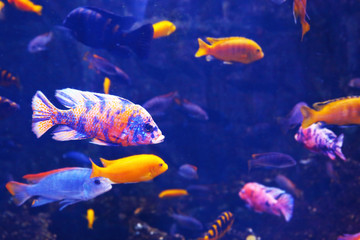 Fototapeta premium Exotic freshwater fishes in aquarium