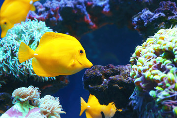 Naklejka na ściany i meble Exotic coral fish in aquarium