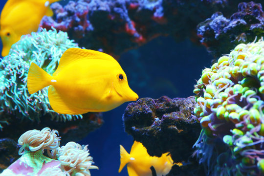 Exotic coral fish in aquarium