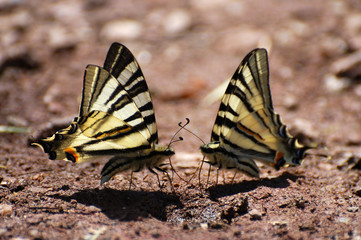 Fototapeta na wymiar Couple Iphiclides podalirius on the ground. Couple of Scarce Swallowtail butterfly taking minerals from ground