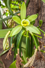 Obraz premium fleur de vanille Bourbon