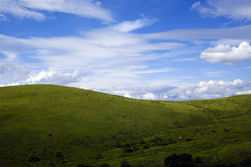 夏の霧ヶ峰高原