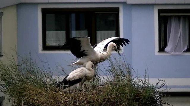 Flugversuch eines jungen Storches vor seinen zwei Geschwistern im Nest