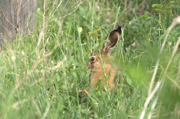 Feldhase im Gras