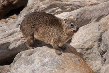 Rock Hyrax - Dassies