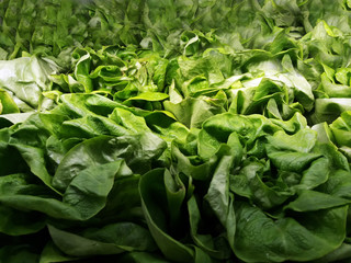 Fresh lettuce leaves, close up.