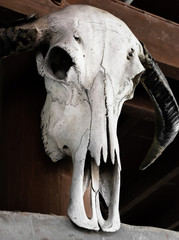 Obraz premium Beautiful portrait of death, cow skull in thai house, no smile 
