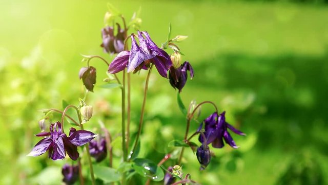 Columbine flower with bumble bee.