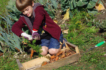jardinage - enfant récoltant des carottes au potager