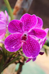 Travel to Chiangmai, Thailand. The flower of the pink orchids on the branch.