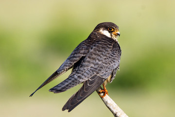 Wild life bird Photography- Amur Falcon