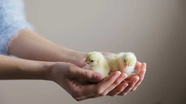 two little chicken in hands. Little cute fluffy yellow chick in woman hands