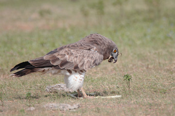 Wild life bird Photography - Shot-toed Snake eagle