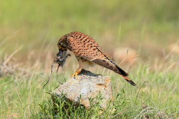 Wild life bird Photography  - Lesser kestral