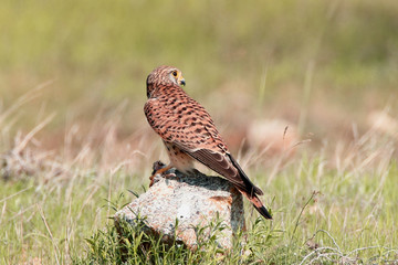 Wild life bird Photography - Lesser kestral