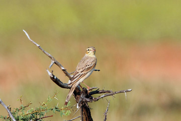 Wild life bird Photography - Tawny pipit
