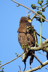 Wild life bird Photography - Crested serpent eagle